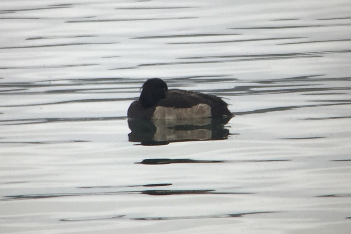 Tufted Duck - ML42359561