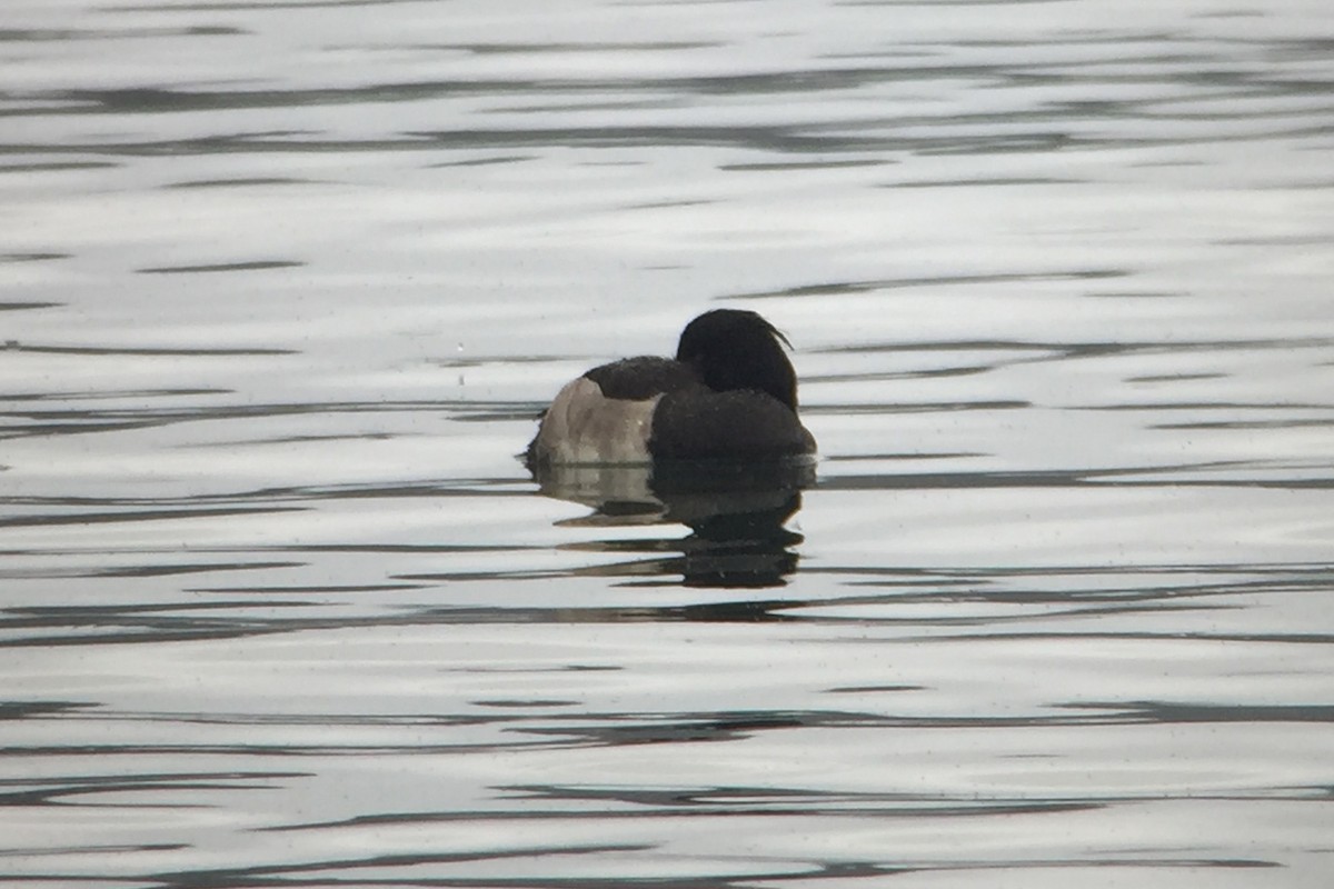 Tufted Duck - ML42359571