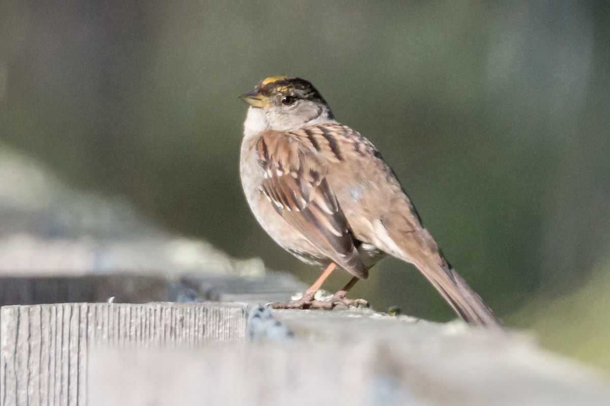 Golden-crowned Sparrow - Hope Huntington