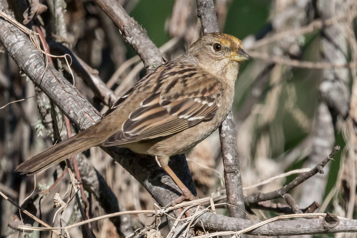Golden-crowned Sparrow - Hope Huntington