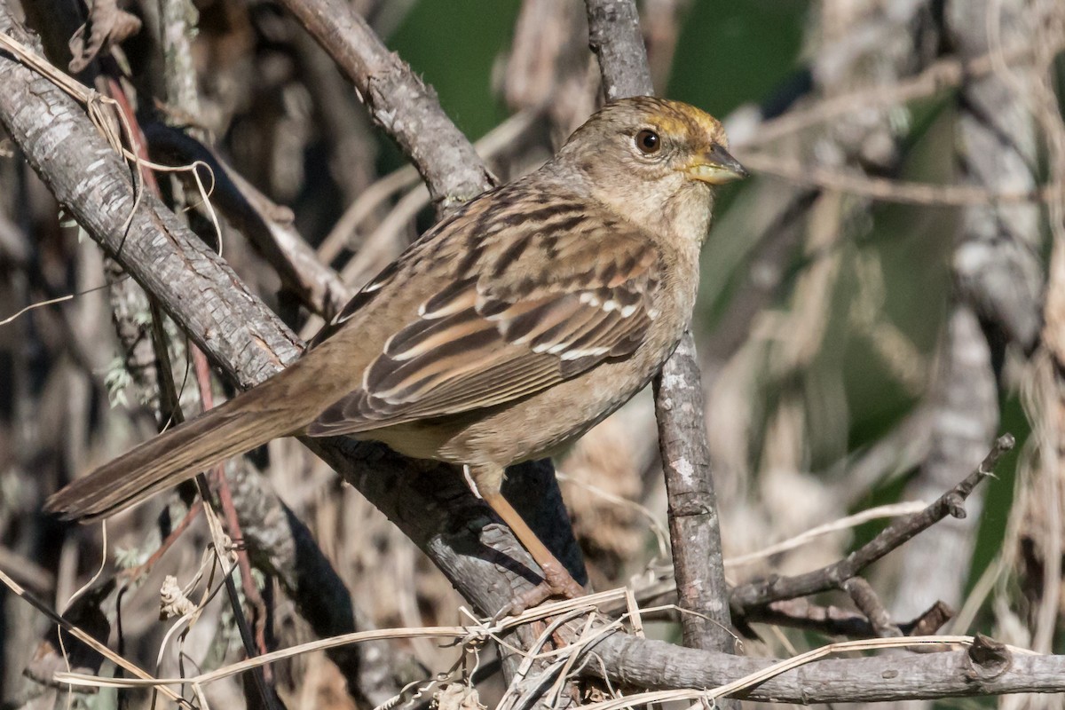 Bruant à couronne dorée - ML423595781