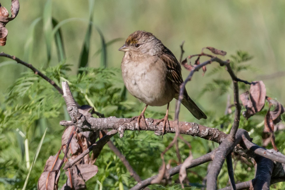 Golden-crowned Sparrow - Hope Huntington