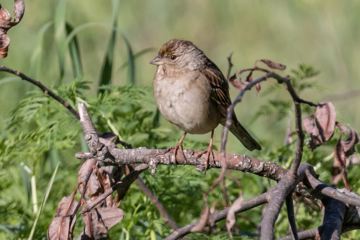 Bruant à couronne dorée - ML423595791