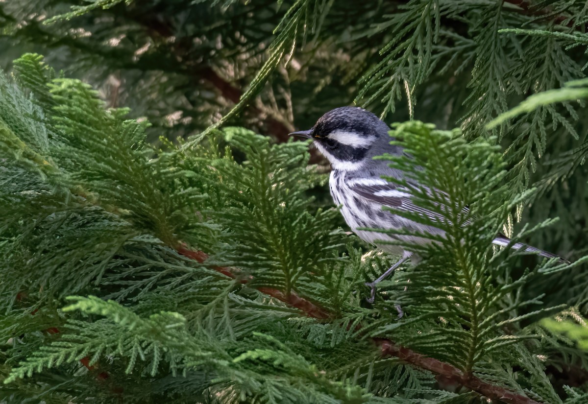 Black-throated Gray Warbler - Shea Tiller