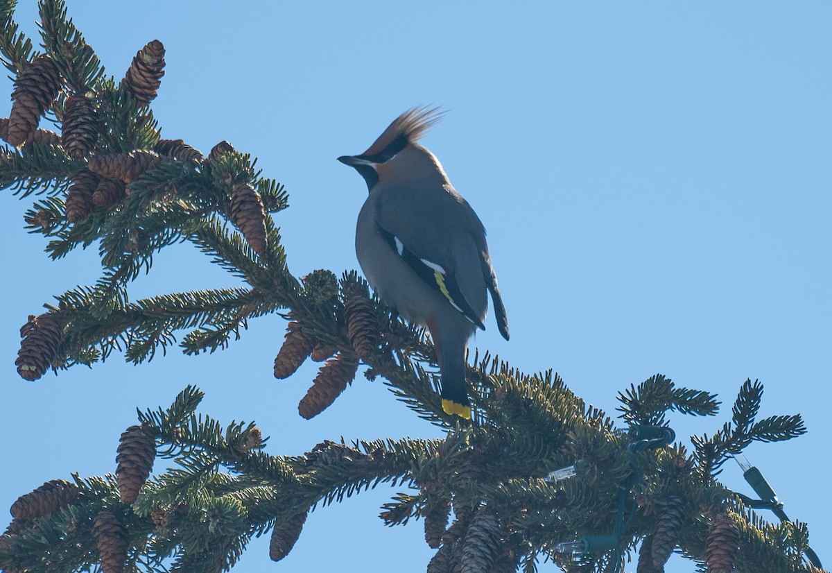 Bohemian Waxwing - ML423597981