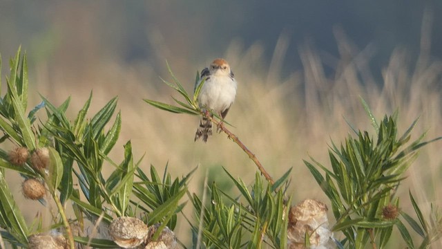 Levaillant's Cisticola - ML423598031