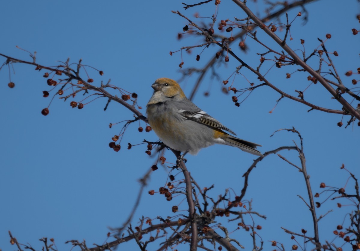 Pine Grosbeak - ML423598151