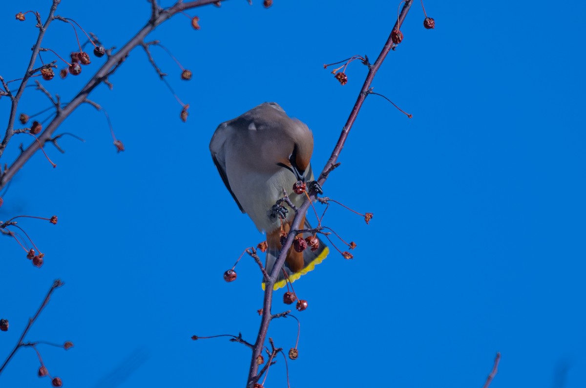 Bohemian Waxwing - ML423598281