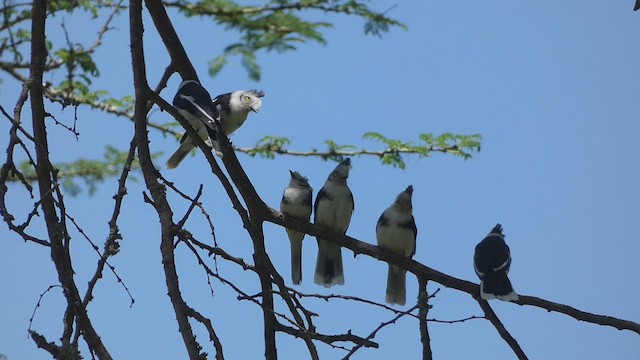 Gray-crested Helmetshrike - ML423598291