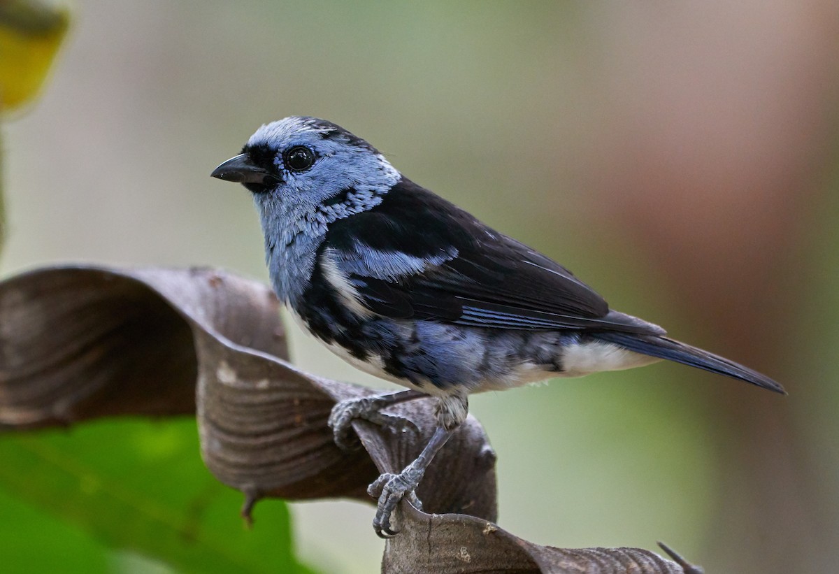 White-bellied Tanager - Daniel Alfenas