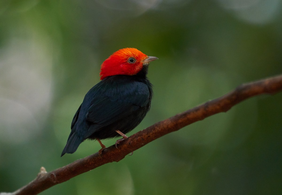 Red-headed Manakin - Daniel Alfenas