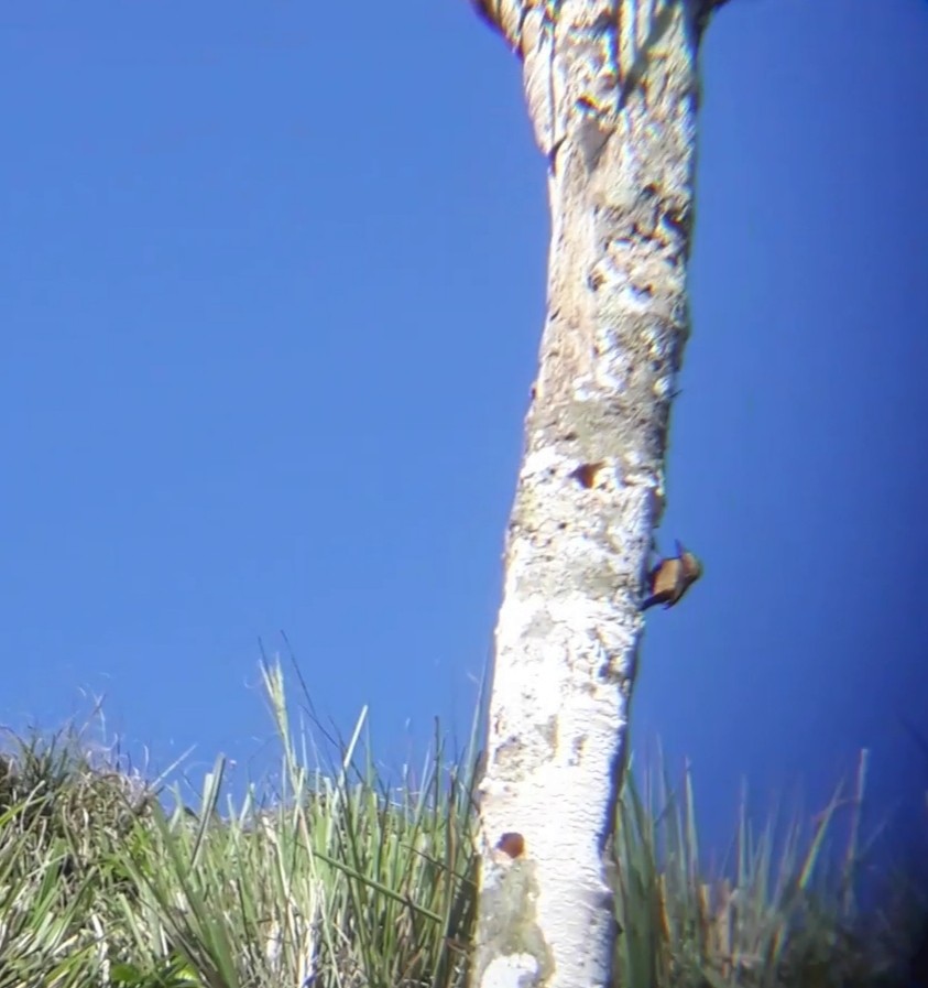 Smoky-brown Woodpecker - FRANKLIN DIAS