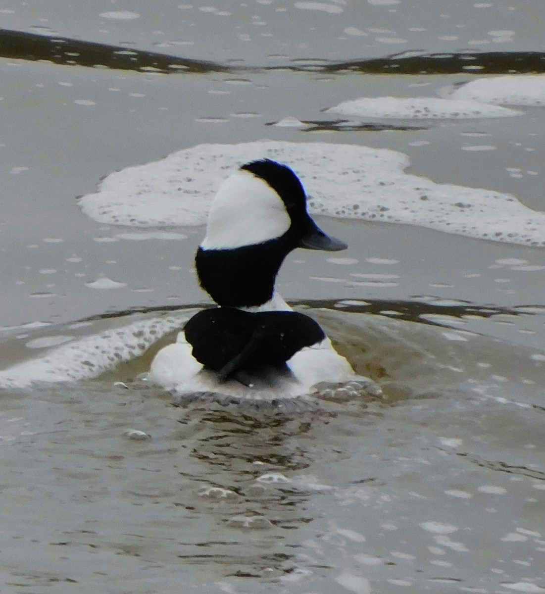 Bufflehead - Lee Gray