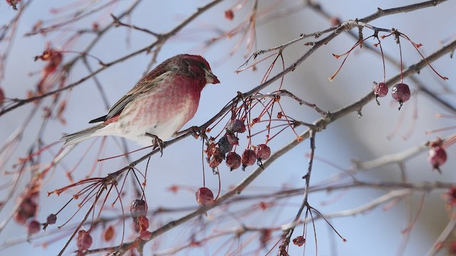 Purple Finch - ML423602061