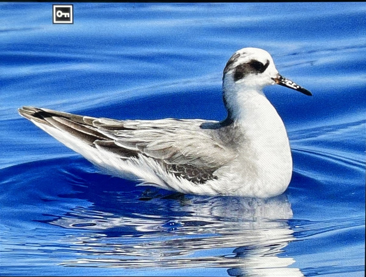 Phalarope à bec large - ML423603591