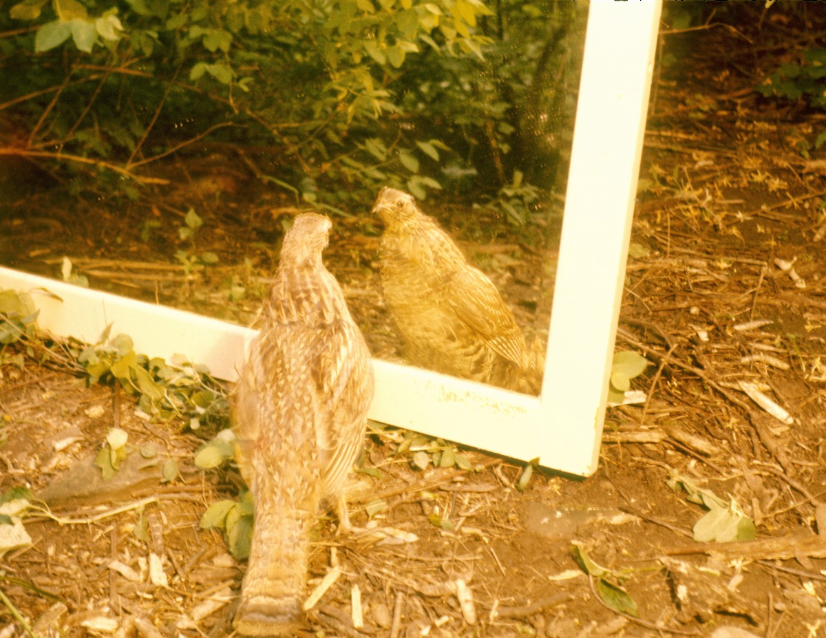 Ruffed Grouse - ML423603651