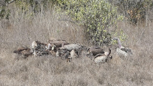 Rüppell's Griffon - ML423604311
