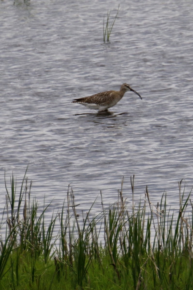 Whimbrel - ML423604761