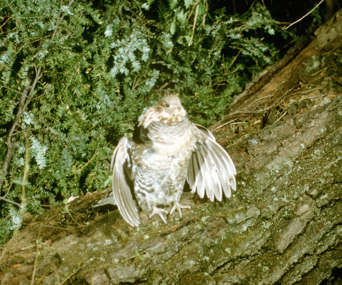 Ruffed Grouse - ML423605171