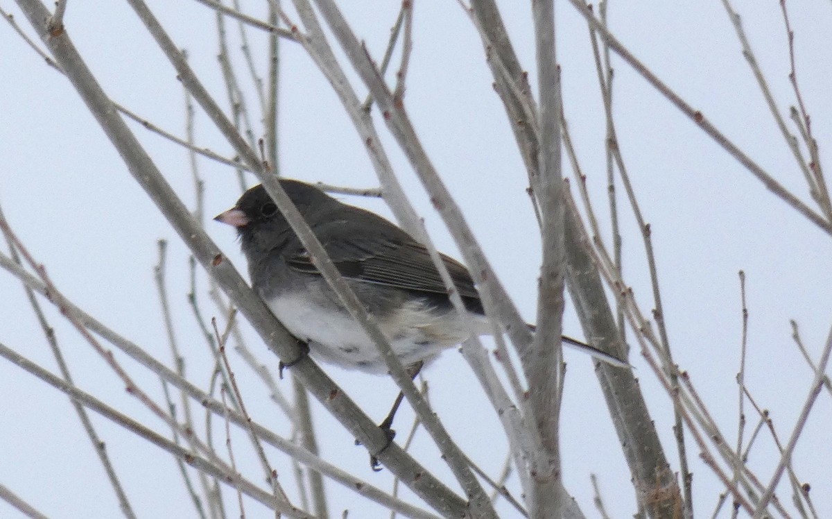 Dark-eyed Junco - ML423605711