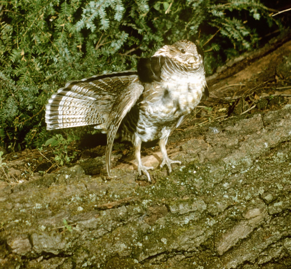 Ruffed Grouse - ML423605761