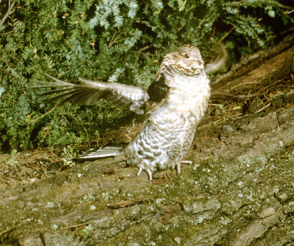 Ruffed Grouse - ML423605831