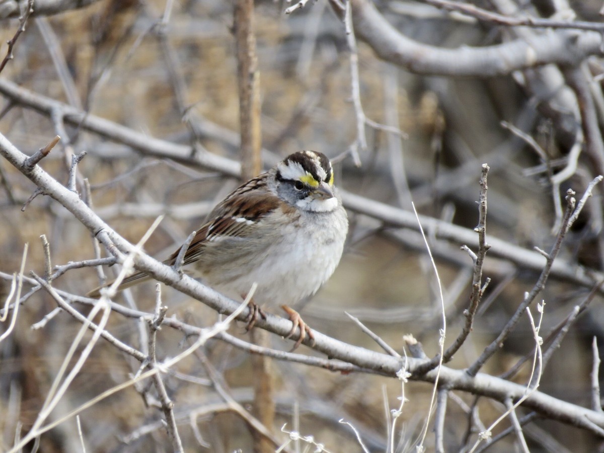 White-throated Sparrow - Kathy McDowell