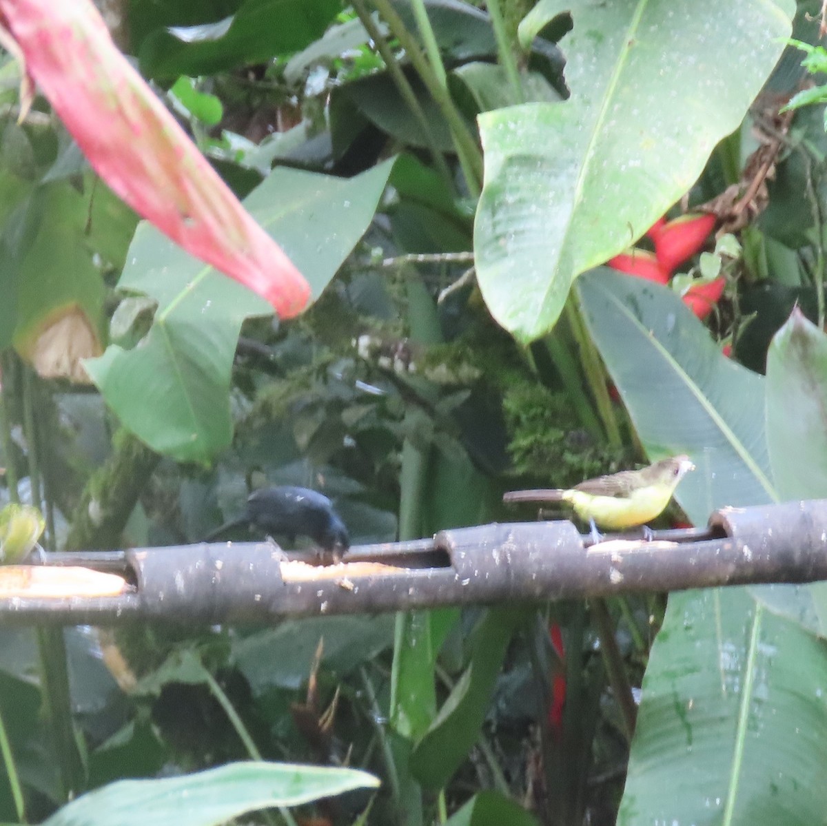 White-lined Tanager - ML423606271