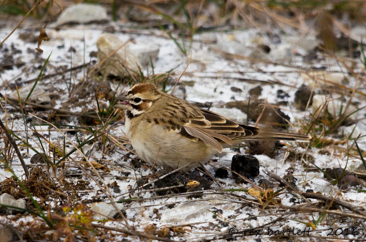 Lark Sparrow - ML42360661