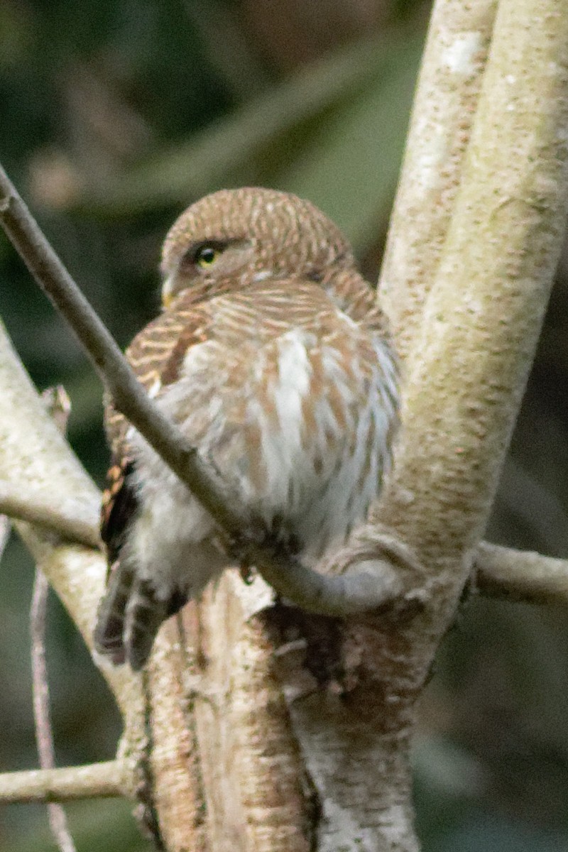 Asian Barred Owlet - Able Lawrence