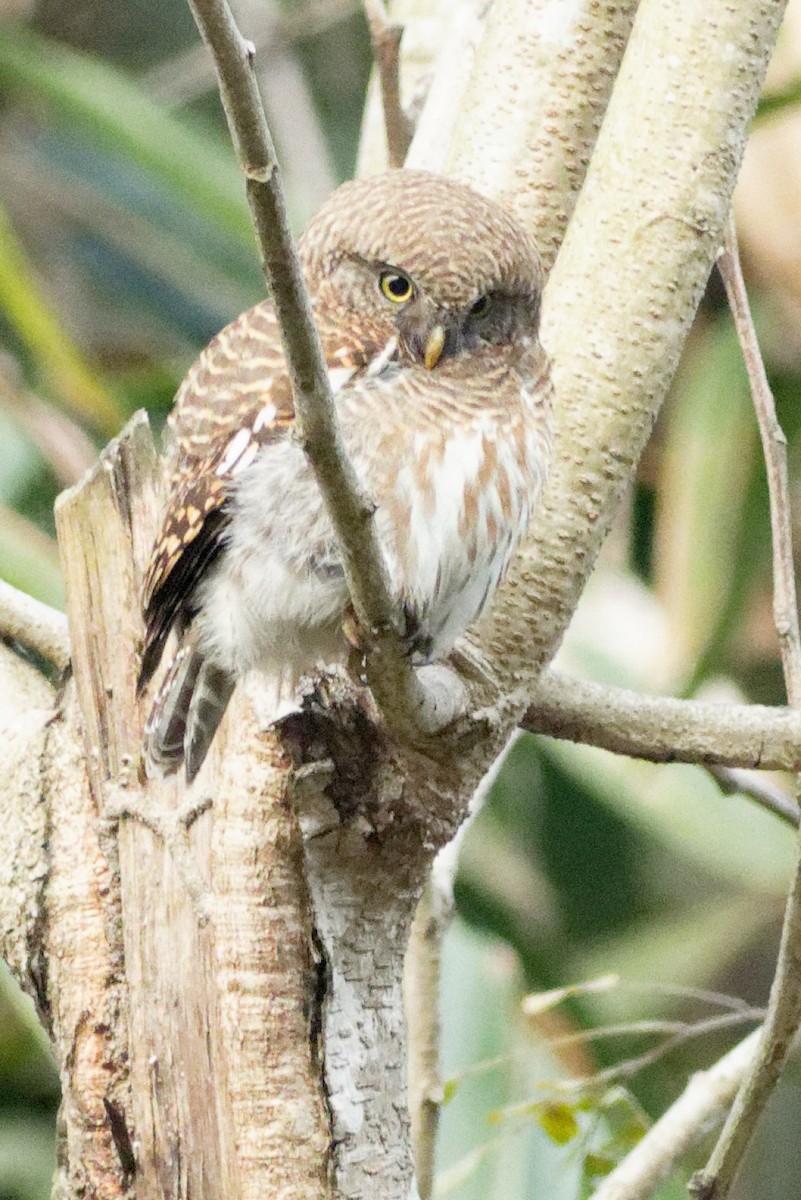 Asian Barred Owlet - Able Lawrence