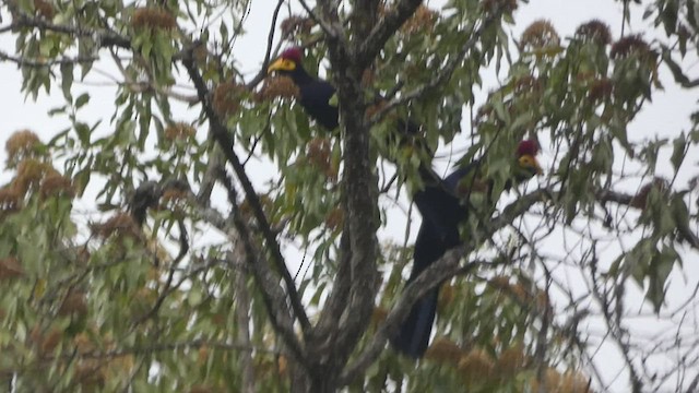 Ross's Turaco - ML423607431