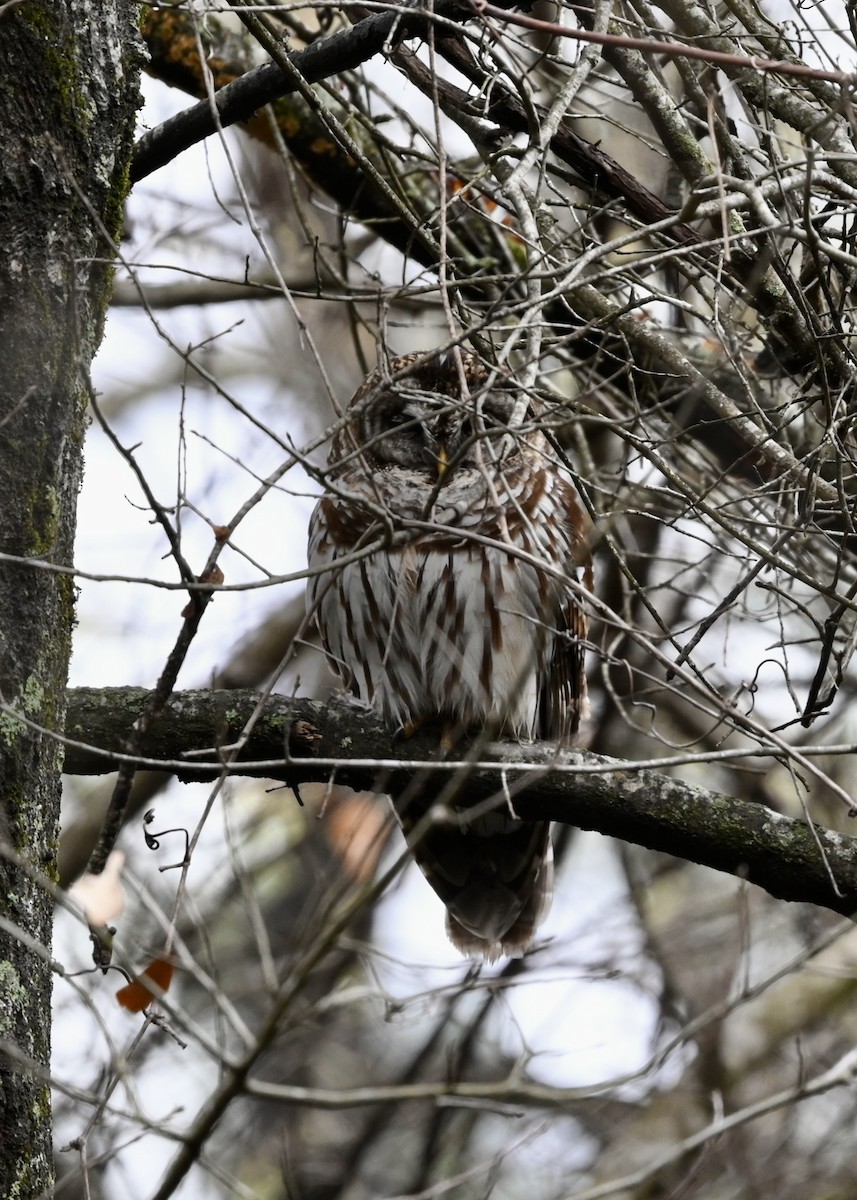 Barred Owl - ML423607561