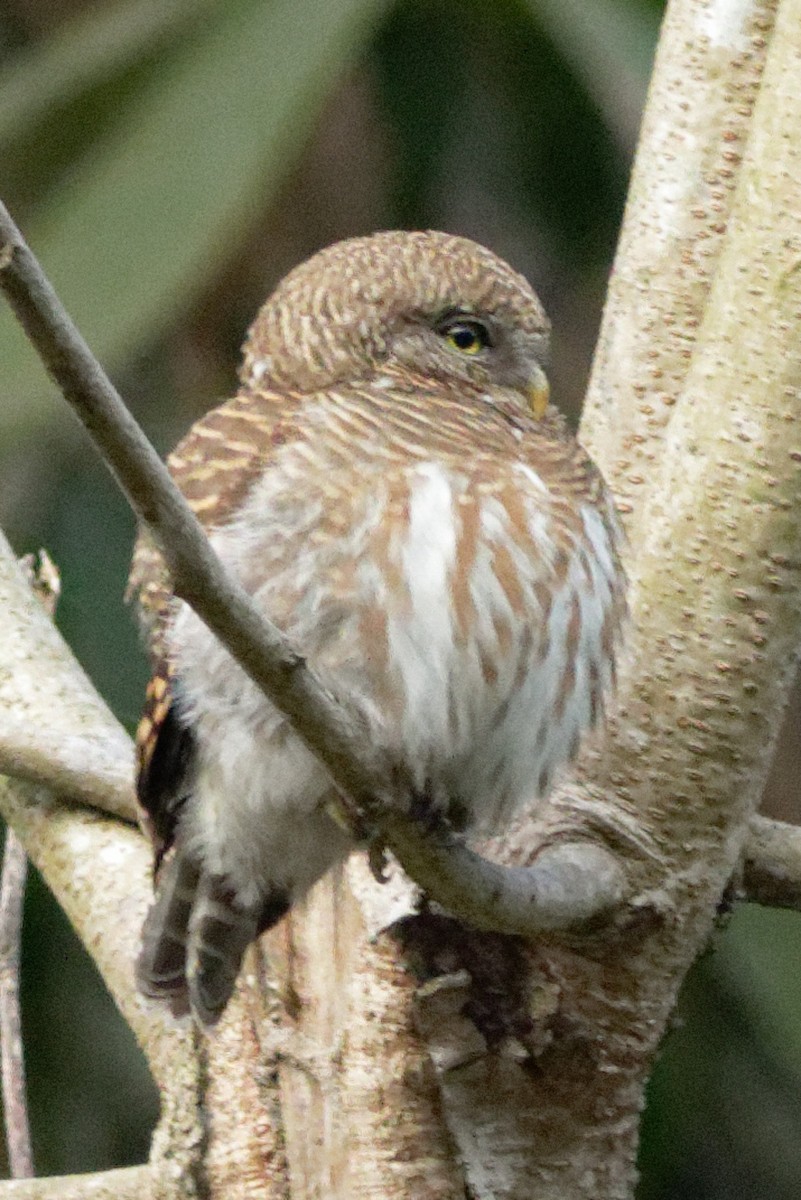 Asian Barred Owlet - Able Lawrence