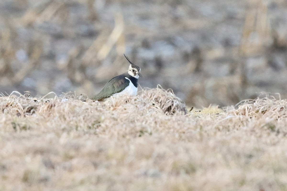 Northern Lapwing - Sam Zhang