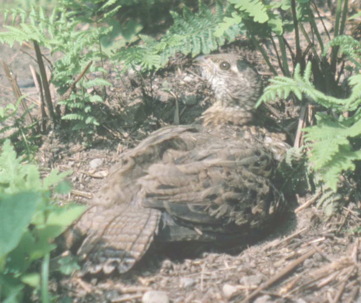 Ruffed Grouse - ML423611171