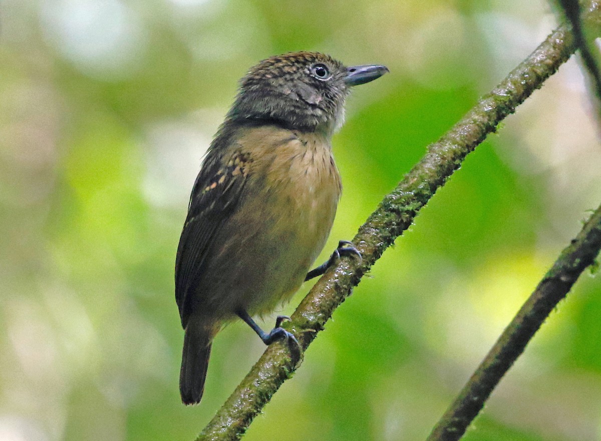 Spot-crowned Antvireo - ML423611351