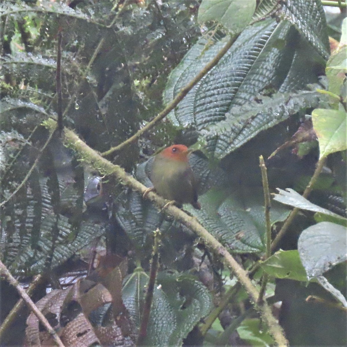 Rufous-headed Pygmy-Tyrant - ML423611451