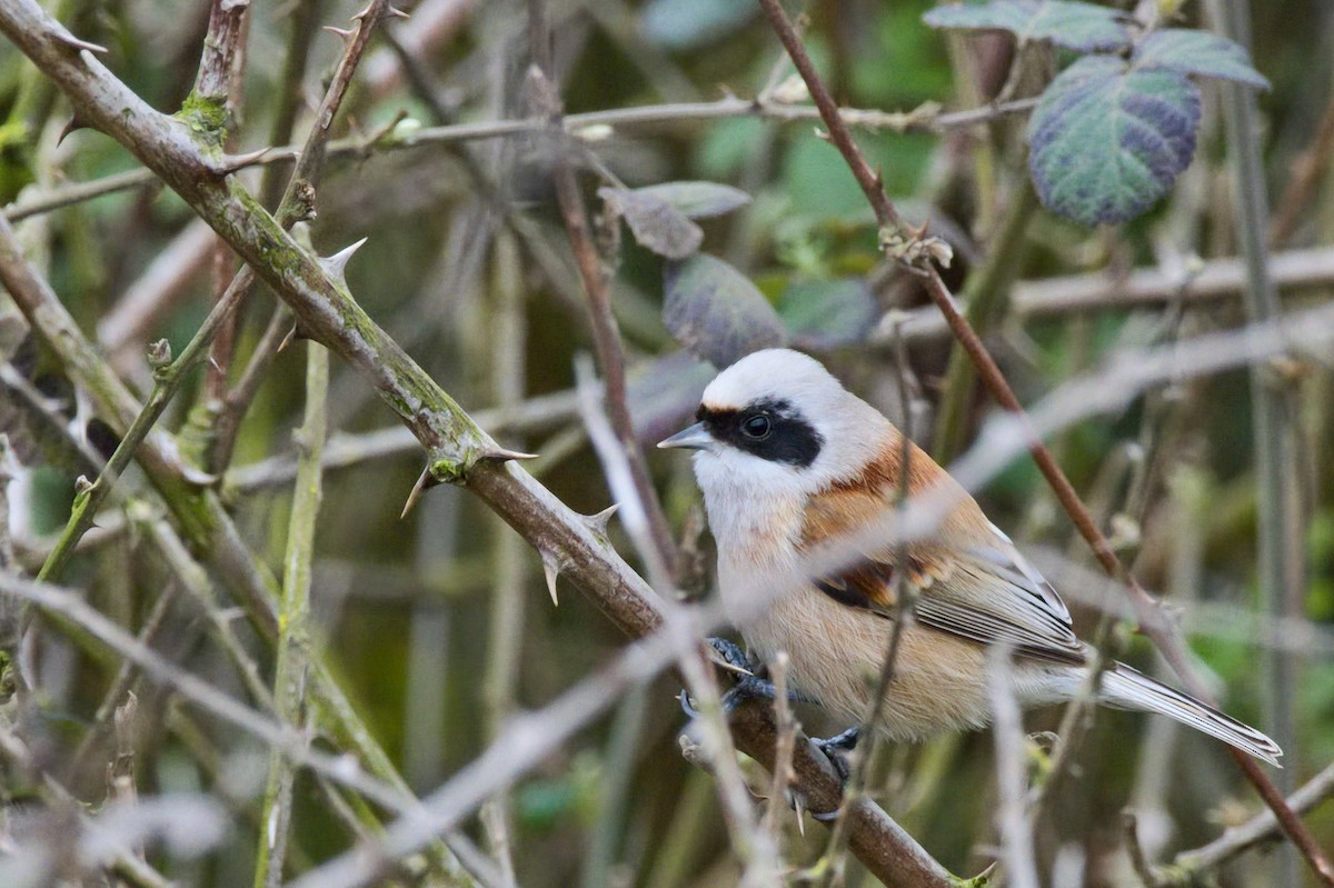 Eurasian Penduline-Tit - ML423611981