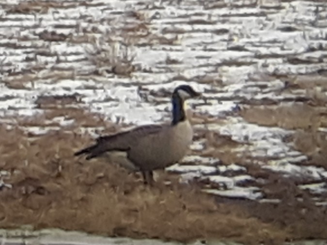 Cackling Goose - Ty Wagenmaker