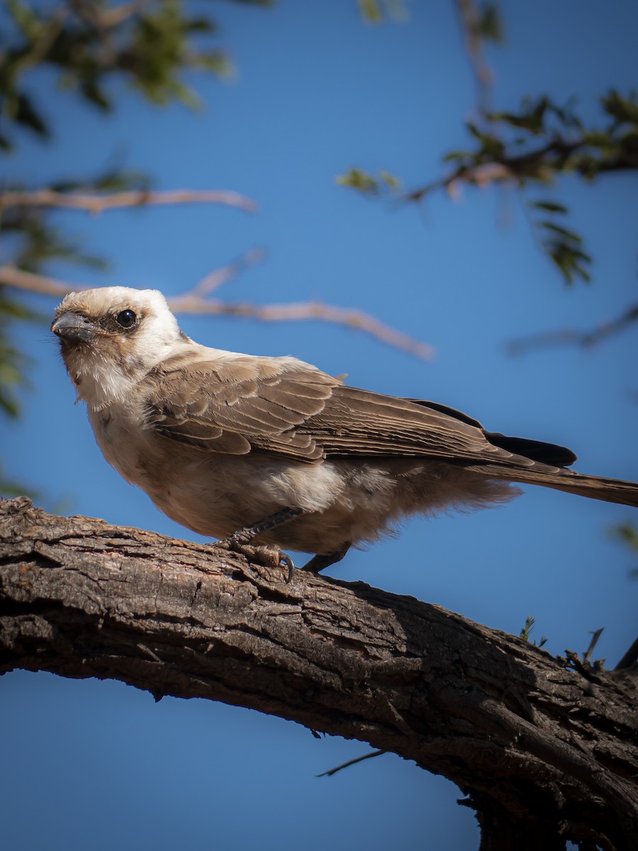 White-crowned Shrike - Qhelani Moyo