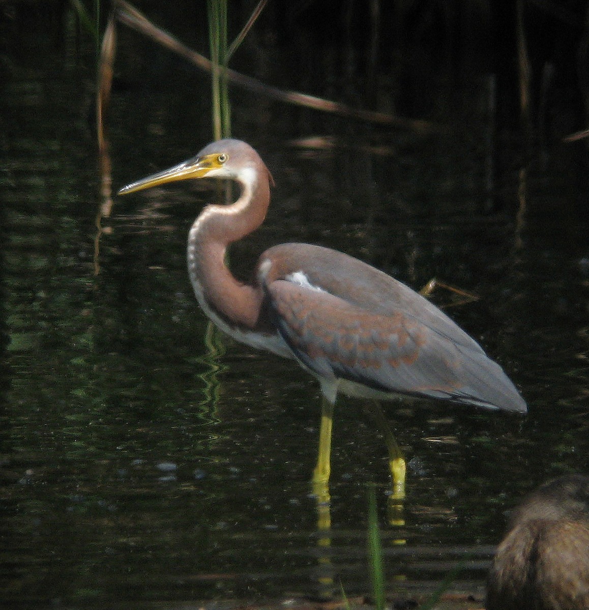 Tricolored Heron - ML423612941