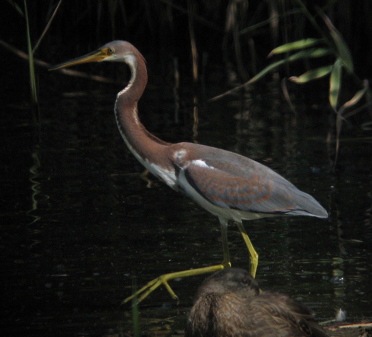 Tricolored Heron - ML423612951