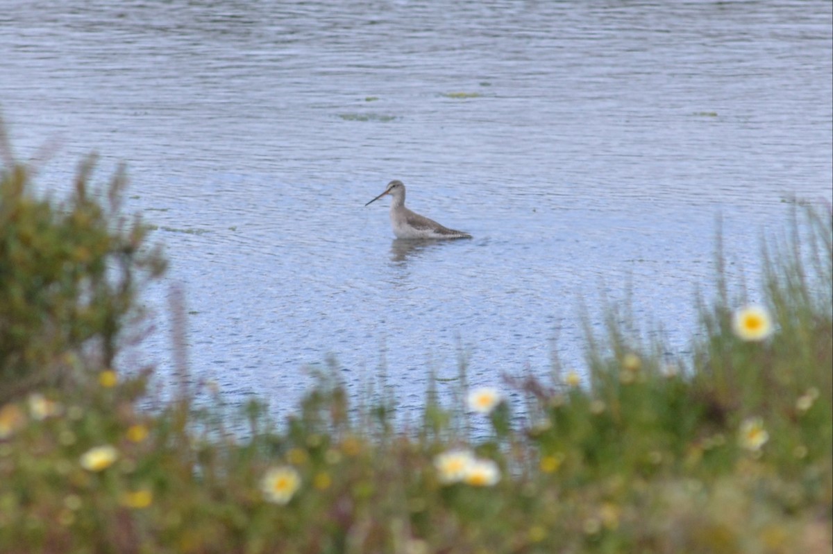 Spotted Redshank - Paulo  Roncon