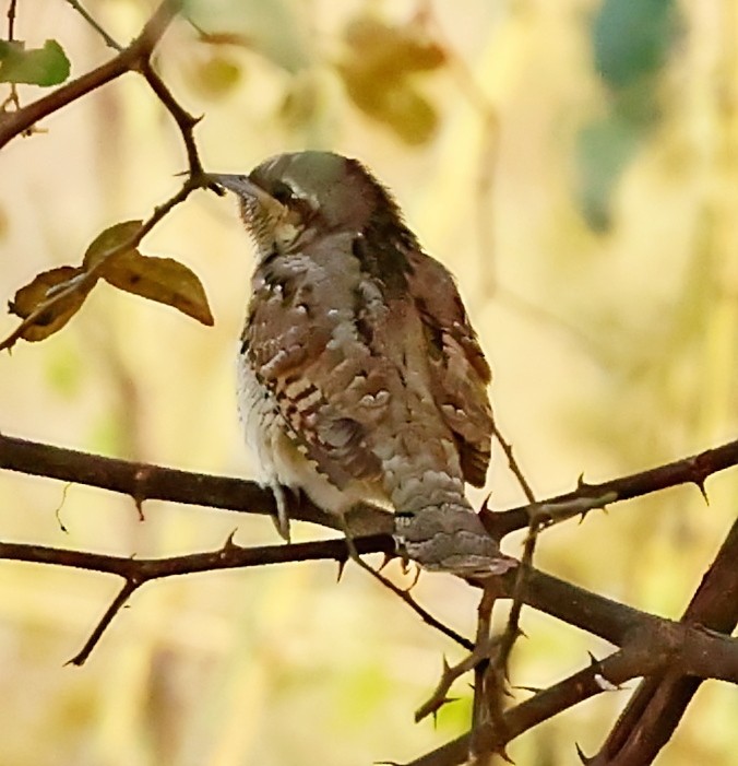 Eurasian Wryneck - Maciej  Kotlarski