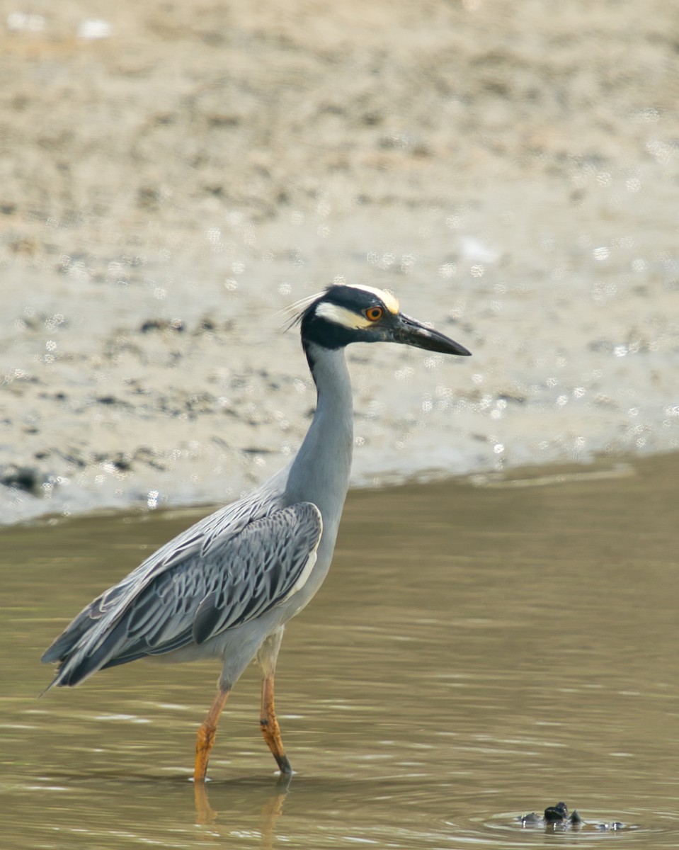 Yellow-crowned Night Heron - ML423613641