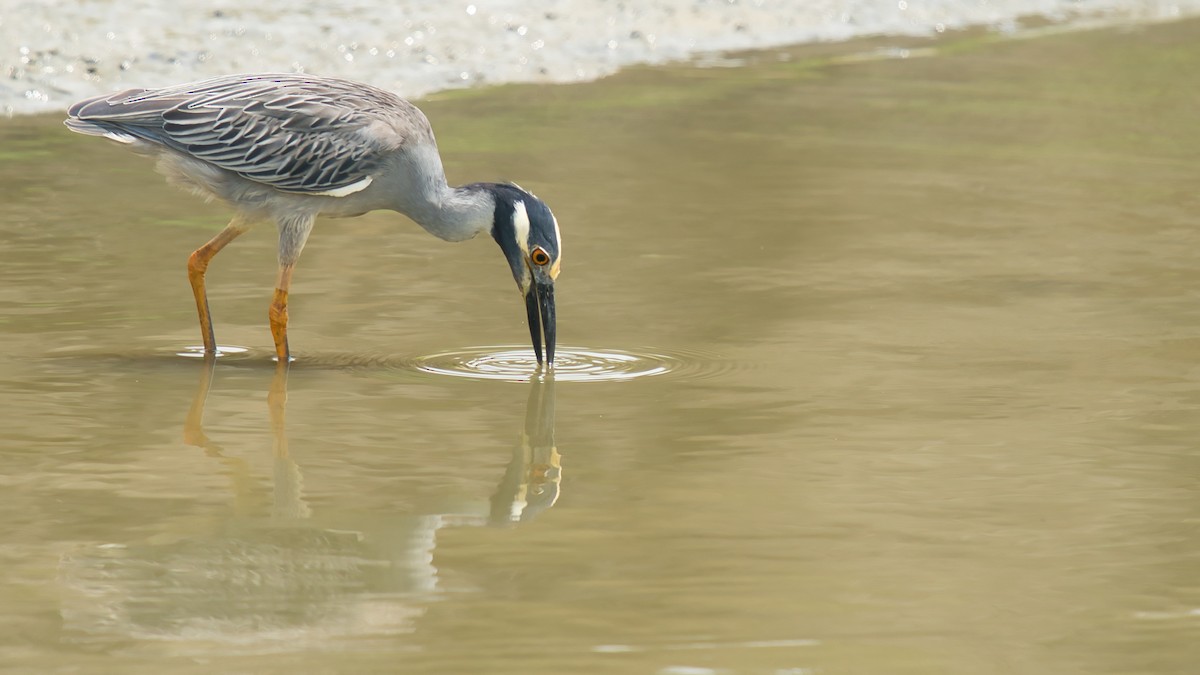 Yellow-crowned Night Heron - ML423613661