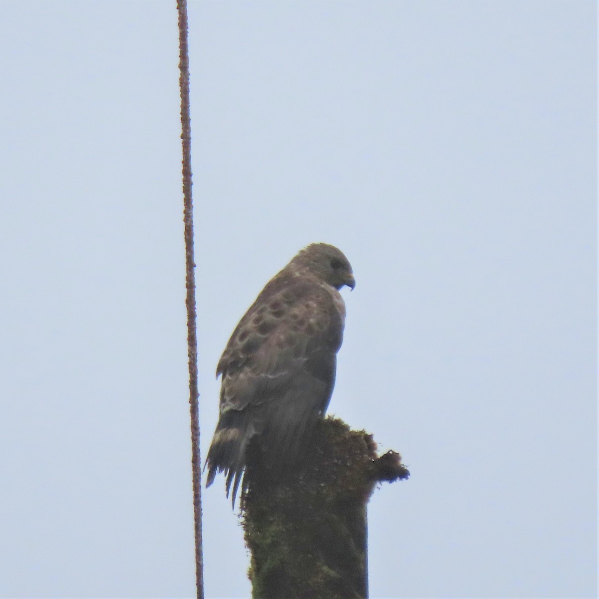 Broad-winged Hawk - ML423613701