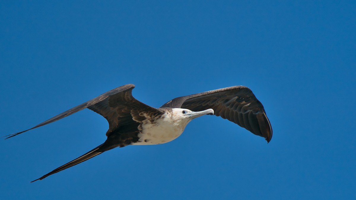 Magnificent Frigatebird - ML423614001