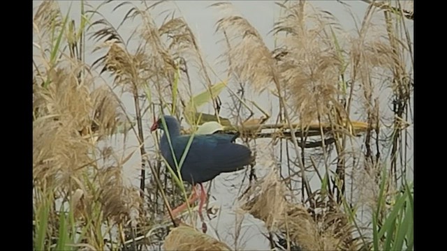 African Swamphen - ML423614091